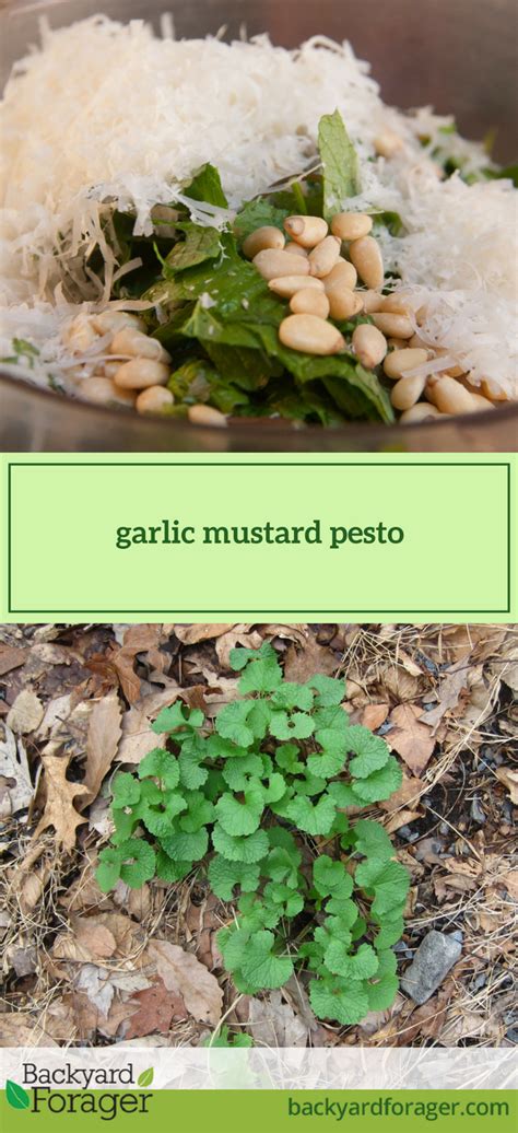 Yields just over a pint of pesto. Garlic Mustard Pesto: a Classic Forager's Recipe ...