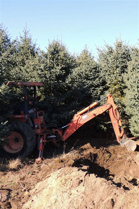 In height can be replanted and staked, but anything larger will. Tree and Shrub Transplanting - Kaiser Tree Preservation Co.