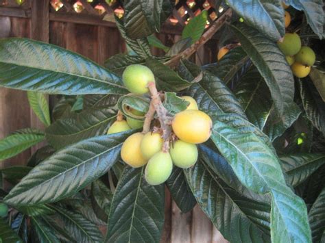 This item japanese plum loquat fruit tree starter seedling plant, p7589. Loquat Tree Information - Growing And Caring For A Loquat Tree