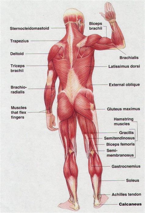 Human body diagram with labels human body anatomy with label. muscle chart | Muscle anatomy, Muscle diagram, Muscle