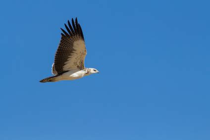 Start your new career right now! Majestic martial eagle flying holding branch for nest in ...