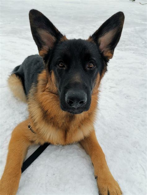 Find german shepherds for sale in davenport, ia on oodle classifieds. Siberian Husky German Shepherd Mix Puppies For Adoption ...