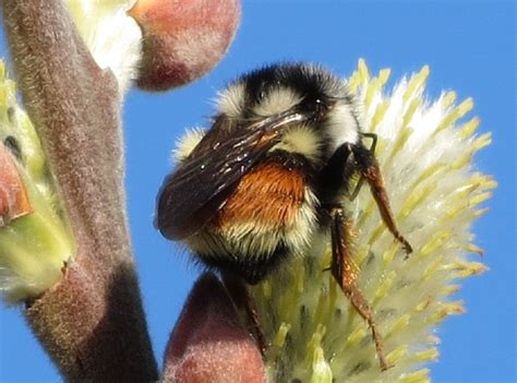 Flowers provide nectar or pollen bees need, and bee pollination helps flowers produce different bee species have distinct flower preferences, but some features attract all types of bees. Red Tailed Bumblebee, Vancouver Island, BC | Gohiking.ca