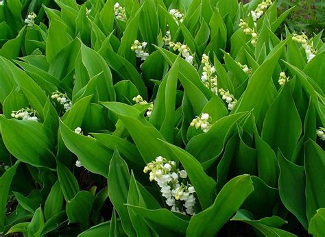 Photos de muguet avec coccinelle / muguet jardinerie villaverde. planter le muguet - Agencement de jardin aux meilleurs prix