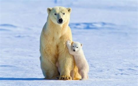 Les images d'un ours polaire épuisé de faim et mourant ont ému pas moins de 1,1 million de personnes sur la toile. Que Cache L'ours Polaire De Frédéric / Ours Polaire Plage ...