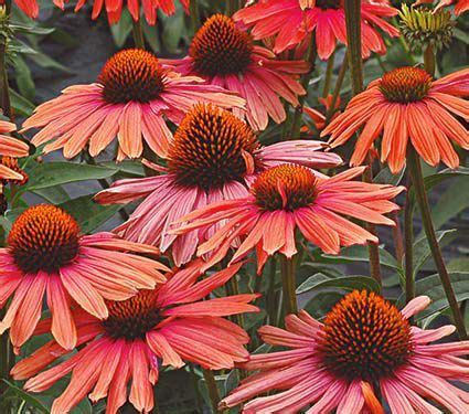 Echinacea is a well known and effective medicinal herb that is used for boosting the immune system. Echinacea 'Mama Mia' | White flower farm, Flowers ...