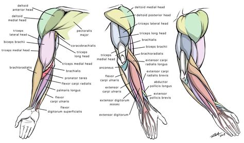 It can be divided into the upper arm, which extends from the shoulder to the elbow, the forearm which extends from the elbow to the hand, and the hand.anatomically the shoulder girdle with bones and corresponding muscles. Arm Anatomy Diagram for Artists by https://www.deviantart ...