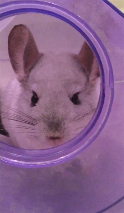 How often do babies need a bath. #Dust Bath Time Snowy the Chinchilla | Chinchilla, Fur ...