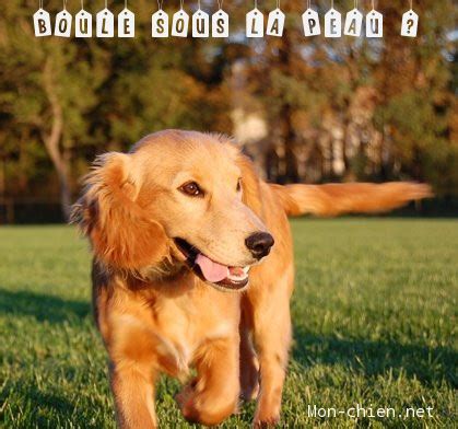 Une des causes les plus courantes de boule que l'on peut ressentir sous la peau est la présence d'un kyste sébacé, indique le dr paul dupont, dermatologue à toulouse. Mon chien a une Boule sous la peau : que faire