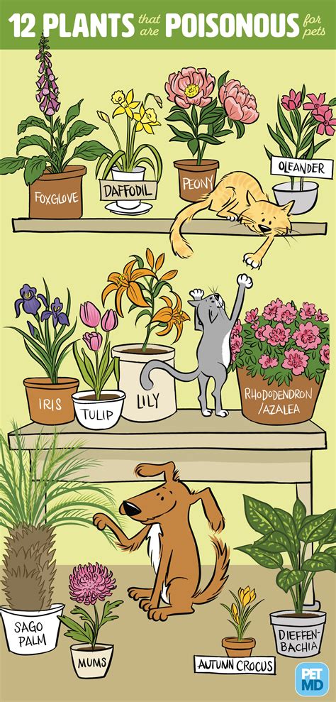 Some common plants are highly toxic to cats but few felines eat them. Poisonous Plants for Cats | Cat plants, Poisonous plants ...