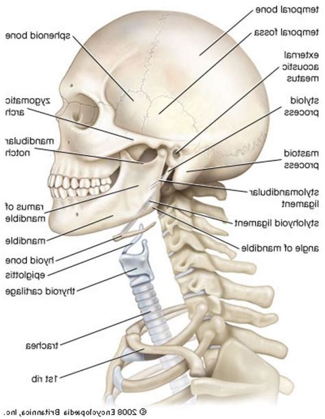 The head bone (actually made up of 22 separate bones) is not connected to the neck bone, but rather to a series of small bones that go all the the remaining 126 bones make up the appendicular skeleton; Throat And Neck Anatomy | Anatomy bones, Neck bones