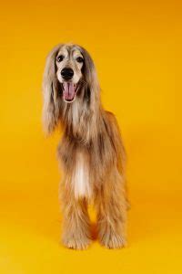 Maybe you would like to learn more about one of these? 사냥견이지만 유쾌하고 느긋한 아프간 하운드 Afghan Hound ⋆ 코코 ...