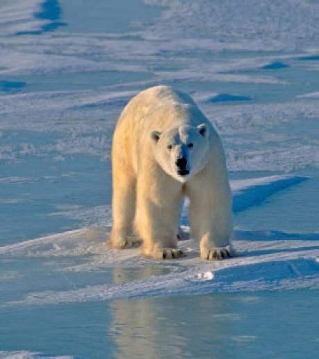 Il a ajouté une image d'ours polaire sur une image de plage. Un ours polaire nage plus de 9 jours d'affilée pour atteindre la banquise