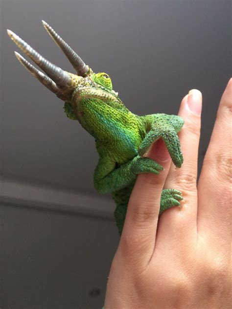 The jackson's chameleon (chamaeleo jacksonii) is a medium chameleon species originally from kenya and tanzania in east africa. Jackson's chameleon | Cute reptiles, Cute creatures ...