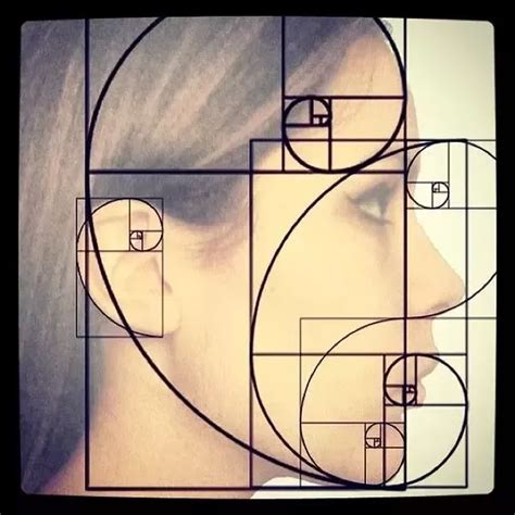The golden ratio in the human heart. What are interesting facts about the golden ratio? - Quora