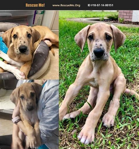 Great danes near tampa, florida. ADOPT 18071400151 ~ Great Dane Rescue ~ Port St Lucie, FL