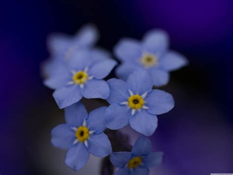 Don't forget there are almost 1,000 flower images in the flower and botanical image archives on the site too. Beautiful Blue Forget-Me-Not Flower - Blue Wallpaper ...