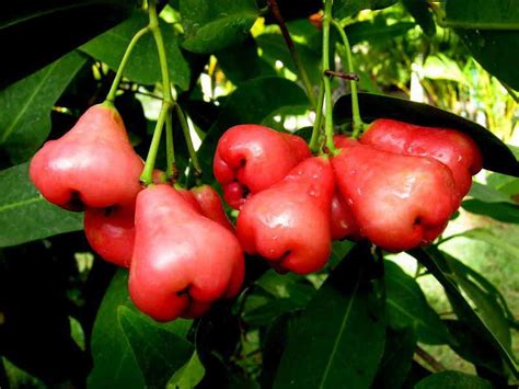 Apple tree flowers but no fruit. Rose Apple | Digital Herbarium of Crop Plants