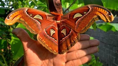 Hal ini dilakukan karena populasi mereka mulai terancam punah akibat buruknya rantai makanan, perburuan oleh manusia, dan. Hiiii Lihat, Ulat Jumbo Mengerikan Ini Jadi Kupu-kupu ...