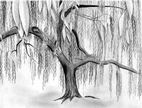 Realistic weeping willow tree drawing. weeping willow drawing - Google Search | tatoos | Willow ...