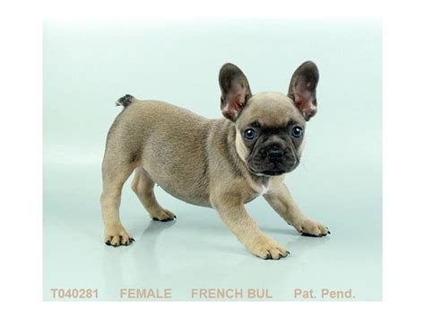 (read our interview with our french bulldog breeder ali here.) because french bulldogs are one of the most popular dogs in the world and the demand for them has grown exponentially. The Best Parrots In The World: French Bulldog Breeders Ohio