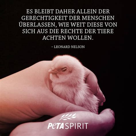 See more ideas about celebrities male, bambi awards, german star. Pin von Ami Vegana auf PETA Spirit | Tiere, Tierschutz und ...