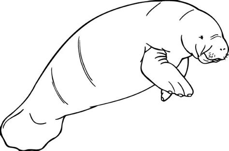 This coloring book page has the difficult easy and can be used for all beginners. Manatee Clipart Manatee Clipart On Quetzal Coloring Page ...