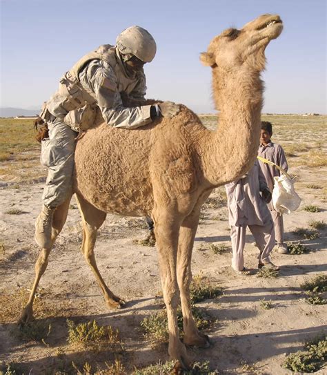 You get on the camel from a seated position! Military Photos How not to Ride a Camel