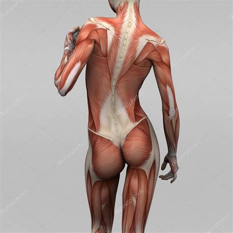 Terms relating to anatomical structures and directions. Female human anatomy and muscles — Stock Photo ...