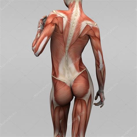 I sculpted a woman and her muscular anatomy for some practice. Female human anatomy and muscles — Stock Photo ...