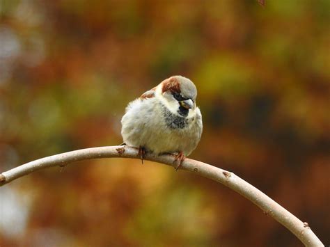 House Sparrow Nov 2 2017 by Ken Groezinger | House sparrow, Sparrow, Friend pictures