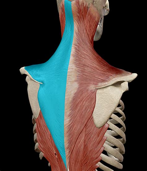 Here is a list of the many muscles that exist in the neck. Learn Muscle Anatomy: Trapezius