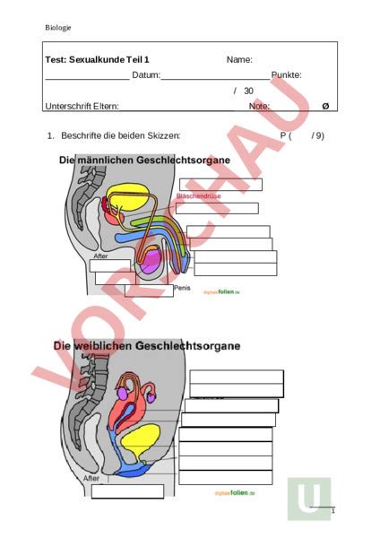 Weibliche geschlechtsorgane dienen der fortpflanzung und dem lustempfinden. Arbeitsblatt: Prüfung Sexualkunde Teil 1 - Biologie - Fortpflanzung / Entwicklung