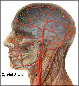 The internal carotid artery supplies the brain, including the eyes, while the. Pin on body maps