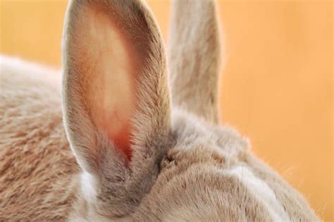 Si tienes alguna duda, preguntame! Leaping Bunny vs. PETA: Which Cruelty-Free Certification ...