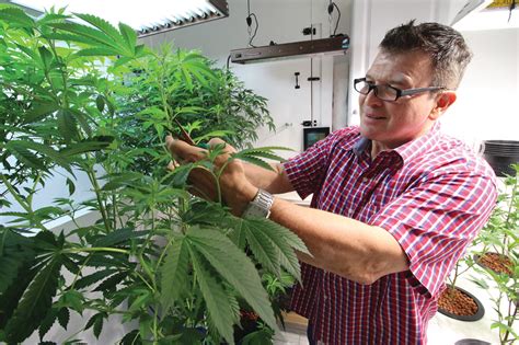 We did not find results for: Growing pot: Lucrative opportunity, medical miracle ...