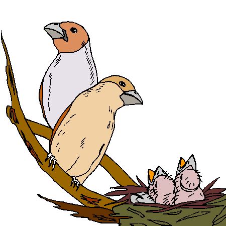 Œufs d'or dans le nid. Coloriage oiseaux a imprimer | Oiseau coloriage, Oiseaux ...