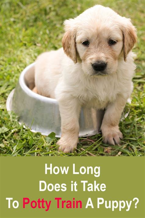 The more you focus on being present and consistent, and letting. How long does it take to potty train a puppy? | Puppy ...
