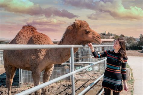 The camel goes along the course that the human shows it. Did You Know There is a Temecula Zoo and Animal Rescue in ...