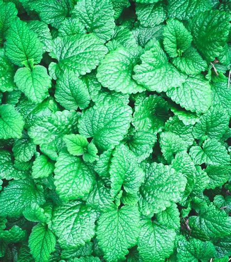 45cm time to plant seeds: 10 Reasons to Grow Lemon Balm | How to grow lemon, Lemon ...