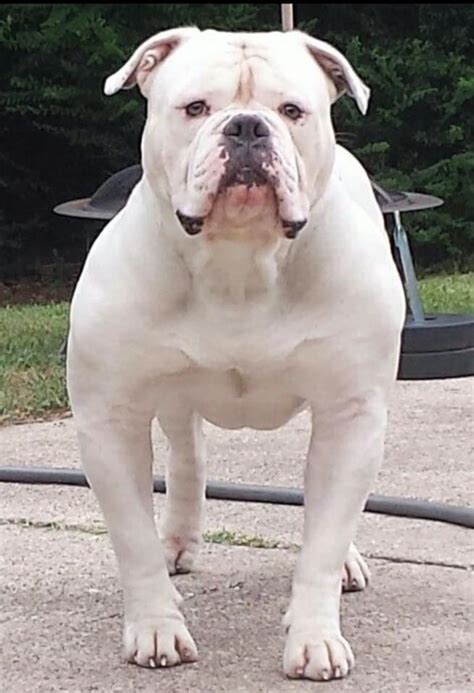 The changes that were made was in the allow weights for both types of dogs, the size of the bite of the dog. Bully - American Bulldogs - Home | Facebook