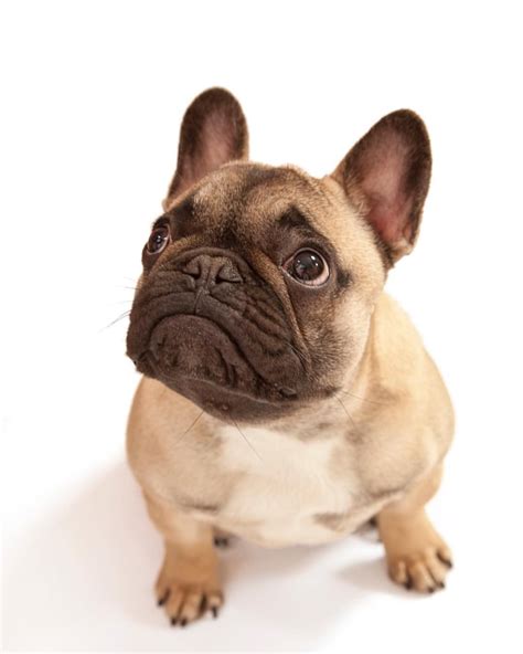 French bulldogs have a short, fine, smooth coat that is very easy to groom. Are you one of the pug lovers or french bulldog lovers ...