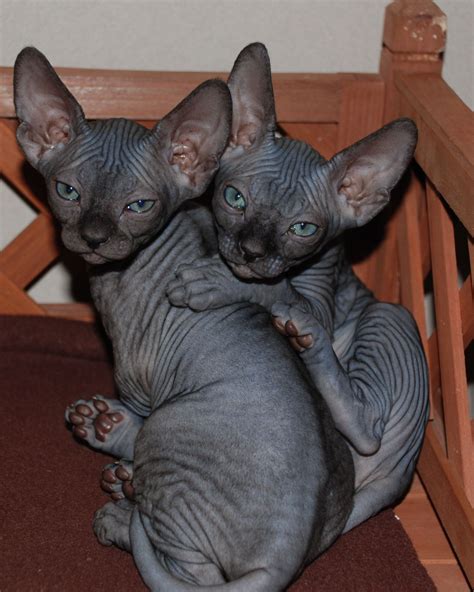If you want a cat who will sleep on your lap while you watch tv, snuggle up with you. ceedling : Photo | Sphynx kittens for sale, Hairless ...