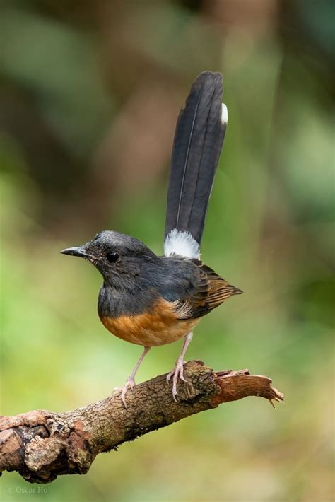 Can be seen in 18 countries. White-rumped Shama - birdfinding.info