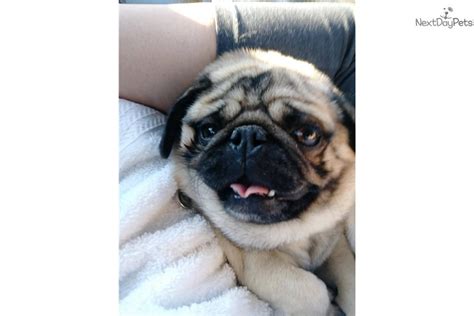 Find pug puppies and breeders in your area and helpful pug information. Fawn Pups : Pug puppy for sale near Houston, Texas. | a01e30e4-c4e1