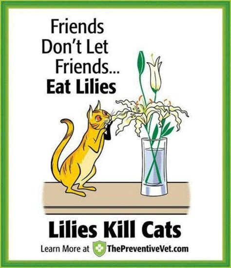 Evolves into imposter super devil at level 10. Lillie's kill cats! | Cat care tips, Pets, Pet health