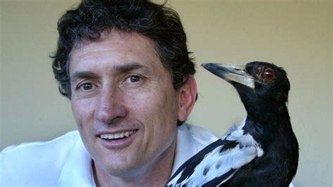 According to a popular myth, magpie likes to collect and store shiny objects and jewelry in the nest. Souths Magpies greatest ever: Big Mal Meninga's mighty ...