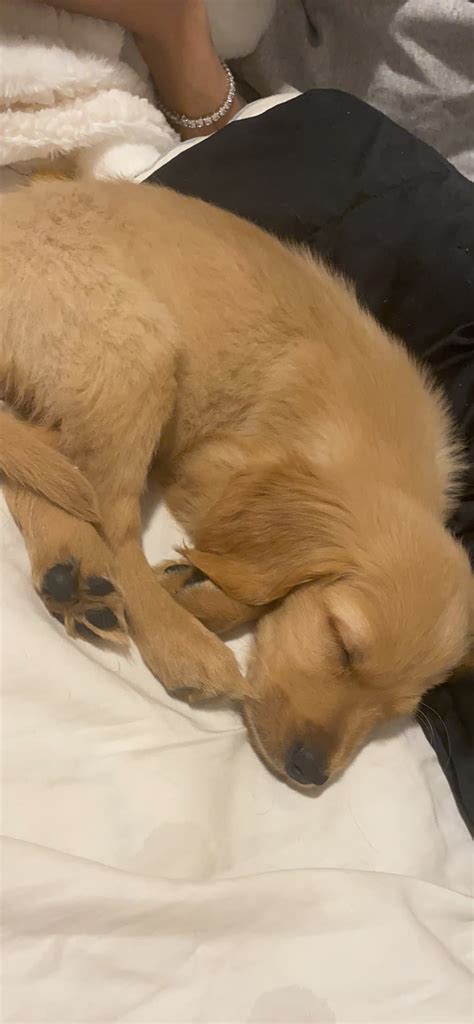 We did not find results for: Golden Retriever Puppy for Sale - Petclassifieds.com