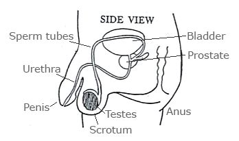 External organs and internal organs of the female reproductive system with structure, functions and diagram. Kids' Health - Topics - Secret boy's business - what is ...