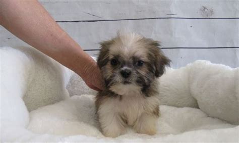 The staff is friendly and competent, the doctor is incredible and my puppies are both treated so well they don't shake as soon as they realize they are. Shih Tzu Puppies For Sale | San Antonio, TX #240430